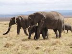 220px-Elephants_in_masai_mara